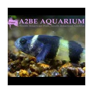 [에이투비]범블비 고비 / 1.5 - 2cm / 5마리