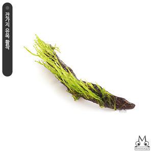 잔가지 유목 활착 불꽃모스 /활착모스/수초