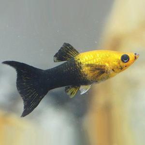 열대어 관상어 난태생 / 골든블랙몰리 [4마리]