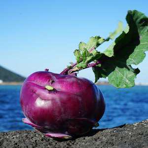 제주 햇 콜라비 5kg 10kg 15kg GAP인증