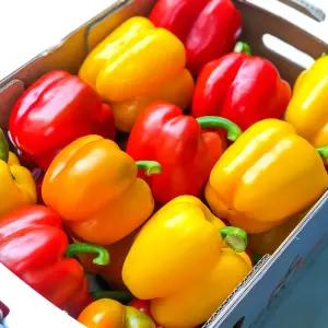 못난이 파프리카 빨강/노랑[사이즈혼합] 2kg