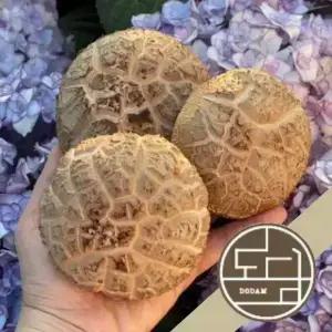 황토골 도담 생표고버섯 특품[화고], 상품[동고] 500g