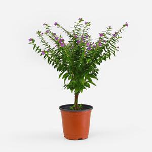 후페야 목대 소형 보라색꽃 모종