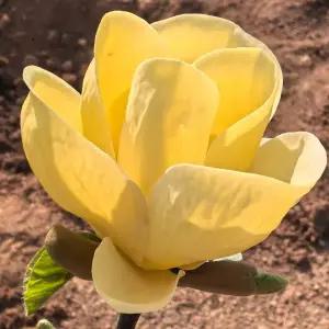 [같이가치농원]신품종 목련나무 루이스 접목1년생 묘목 봄꽃 정원 조경수 희귀 목련 노지월동 꽃나무