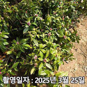 천리향 / 30~40cm / 분묘