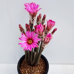 포젤게리 다육이 선인장 키우기 쉬운 꽃 피는 인테리어 세트 선물 인테리어 다육식물10-14