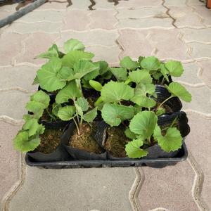 [무 배]머위 모종 (12개 1판) 2025 새 상품