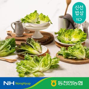 [동천안농협] 당일수확 유럽 샐러드 쌈채소 랜덤 3종 1kg(버터헤드 프릴아이스 미니로메인 로메인청 바타비아 멀티리프)