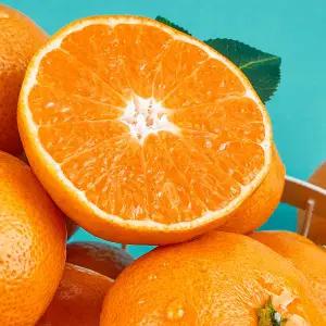 [롯데백화점]맛딜 제주 고당도 조생 노지 감귤 4.5kg 소과