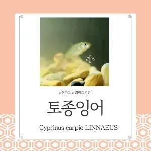 생먹이 자루 토종 잉어 치어 50마리 민물고기 물고기 수족관 방생 체험 먹이용 관상용 열대어