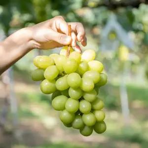 국내산 김천 가정용 샤인머스켓 4kg 8-10수