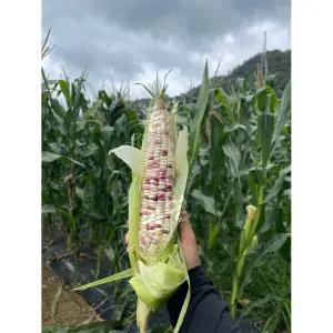 경남 고성 햇 찰 옥수수 홍찰 박스포장