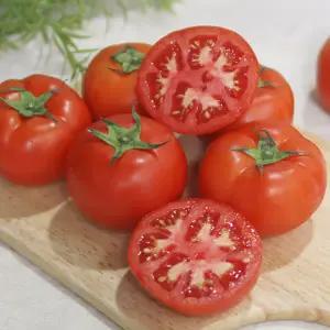 [롯데백화점]자연맛남 탱글탱글 정품 완숙 토마토 5kg (3번과)