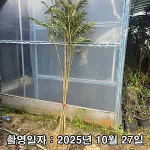 자귀나무 / 실생3년 / 뿌리묘