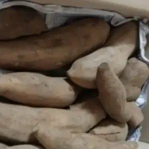 국내산 햇 야콘(상품/특품) 강원도 평창군 --3kg