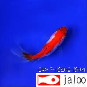 금붕어 7-10센티급 알록달록 큰사이즈 10마리 관상용 체험용 전시용으로 딱좋아요 생먹이자루