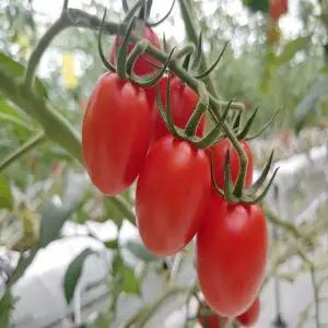 대간농장 대추 방울토마토 로얄과 2kg 2박스 구매시 1kg 추가 발송