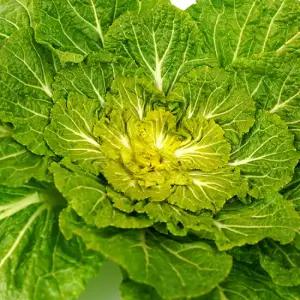 프레시 제철 국내산 봄동 배추 5kg