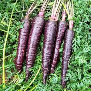 충남 서산 나영길님의 자색당근 5kg(비품)