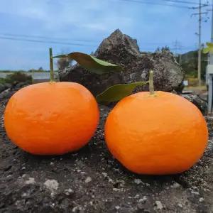 제주 프리미엄 꿀당도 껍질 얇은 레드향 15brix 이상