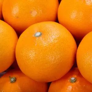 산지 직배 제주 천혜향 핫딜 5kg