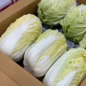 특품 알배기 쌈배추 8kg 내외 12통 알배추 백씨네농산물