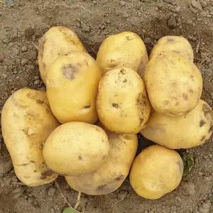 2025년 국산 강원도 감자 조풍감자 특대 5kg