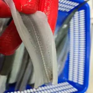 국내산 학꽁치회 350g 7-12미 내외 초장포함 통영 당일조업 생물 손질 필렛 제철 별미 횟감용 물회 무침