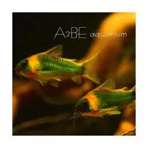 [에이투비]코리도라스 슈퍼에쿠스 / 2-3cm / 1마리