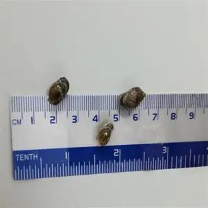 물달팽이 먹이 명주달팽이 애플스네일먹이 식용달팽이키우기 가재먹이