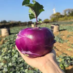 제주 햇 콜라비 보라색무 특품 10kg (13-18입)