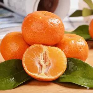 우리동네먹거리 고당도 제주도 노지감귤 과일선물