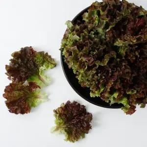 싱싱한 꽃상추 쌈채소 야채 당일수확 1kg 국내산