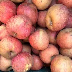 빨간사과 국내산 청송 A급 가정용 부사사과 2kg내외 13-15과 / 산지직 송연구소