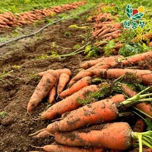 제주 당근 흙당근 3Kg 중