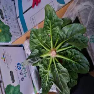 해풍맞은 신안 비금도 섬초 1kg 2kg