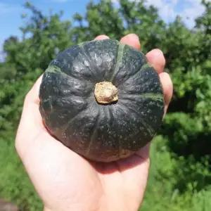 국내산 새벽경매 제주 미니단호박 5개