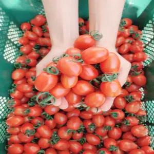 고당도 대추방울 토마토 로얄 선별 대과(1~2번과) 1kg