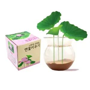 연꽃 키우기 수경 재배 세트 6개 식물 기르기 키트