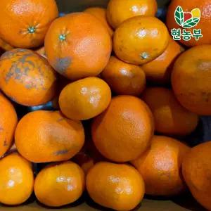 산지 제주 가정용 레드향 못난이 3kg