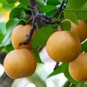 [특등급] 나주배 5kg(7~9과) + 선물용 보자기 1장