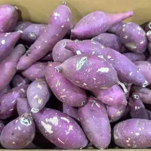 영암 세척 꿀고구마 10kg 못난이 고구마 파지 베니하루카 백씨네농산물