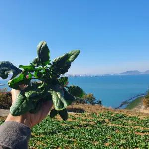 남해 보물초 A급 시금치 1kg