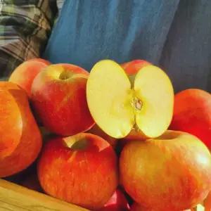 2025년 첫수확 햇 부사 사과 가정용 5kg 중과 (17~22과)