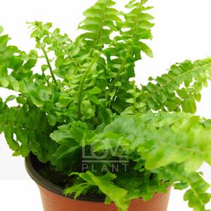 네프롤레피스 소품 보스턴 고사리 양치 식물 키우기 공기정화식물 행잉 화분