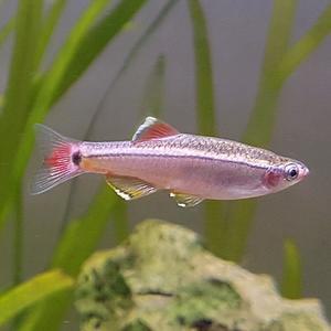 [신세계수족관] 백운산 2.5cm급 10마리