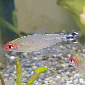 [신세계수족관] 루미노즈 테트라 3cm급 4마리