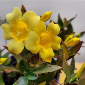 개나리자스민(노오란꽃이 피면 향기가가득해요)