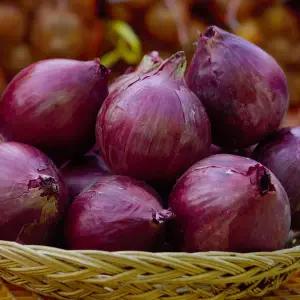 무안 청정지역 자색양파 (중대혼합)