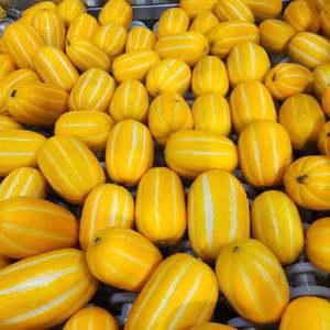 성주참외 흠과못난이/혼합과 박스함포10kg이상(실중량9키로내외)